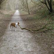 Amerikansk staffordshire terrier Kayla