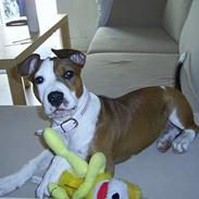 Amerikansk staffordshire terrier Kayla
