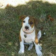 Amerikansk staffordshire terrier Kayla