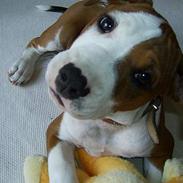 Amerikansk staffordshire terrier Kayla