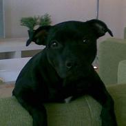 Staffordshire bull terrier Liva