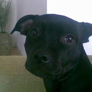 Staffordshire bull terrier Liva