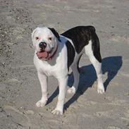 Olde english bulldogge Emma