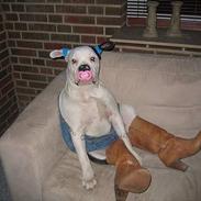 Olde english bulldogge Emma