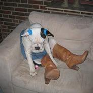 Olde english bulldogge Emma