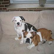 Olde english bulldogge Emma