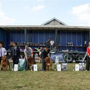 Dogue de bordeaux #Bufas#