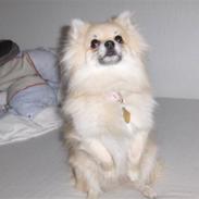 Pomeranian sarabi