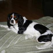 Cavalier king charles spaniel Zelma