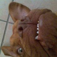 Dogue de bordeaux Taco      Rip     ;- (