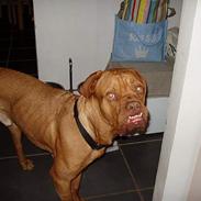 Dogue de bordeaux Taco      Rip     ;- (