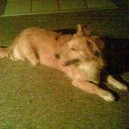 Blanding af racer Bella