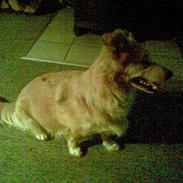 Blanding af racer Bella