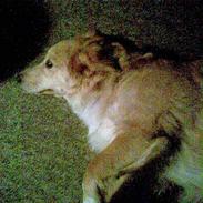 Blanding af racer Bella