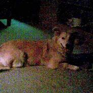 Blanding af racer Bella