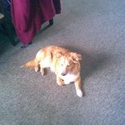 Blanding af racer Bella