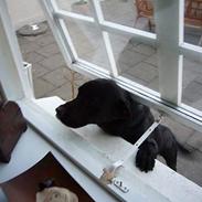 Labrador retriever Kenzo Clay Kourous