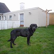 Labrador retriever Kenzo Clay Kourous