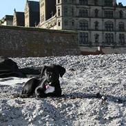 Blanding af racer Rosa