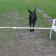 Blanding af racer Tjika