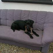 Blanding af racer Tjika