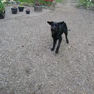 Blanding af racer Tjika