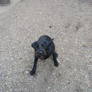 Blanding af racer Tjika