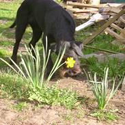 Blanding af racer Tjika