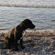 Blanding af racer Rosa