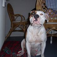 Amerikansk staffordshire terrier R.I.P Fibse... Love U