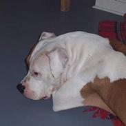 Amerikansk staffordshire terrier R.I.P Fibse... Love U