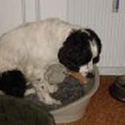 Field Trial spaniel Joey