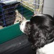 Field Trial spaniel Joey
