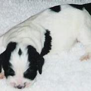 Field Trial spaniel Joey