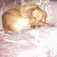 Blanding af racer Naomi