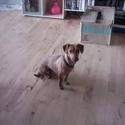 Blanding af racer Naomi