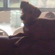 Blanding af racer Naomi