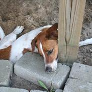 Jack russell terrier Lucky