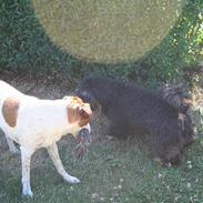 Jack russell terrier Lucky