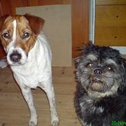 Jack russell terrier Lucky