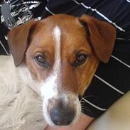 Jack russell terrier Lucky