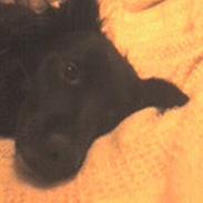 Blanding af racer Honey