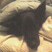 Blanding af racer Honey