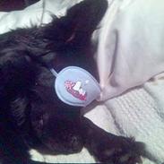 Blanding af racer Honey