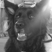 Blanding af racer Honey