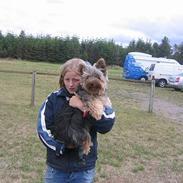 Australian silky terrier Ipsen