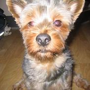 Australian silky terrier Ipsen