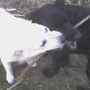 Blanding af racer Honey