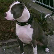 Amerikansk staffordshire terrier Chiko