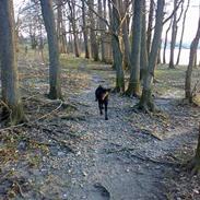 Labrador retriever Nedergaard´s Trulli